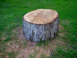 Best Arborist Consultation Services  in Tornado, WV