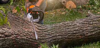 How Our Tree Care Process Works  in  Tornado, WV