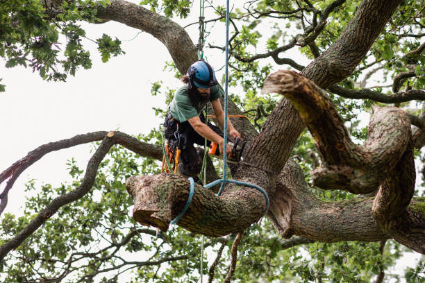 Best Utility Line Clearance  in Tornado, WV