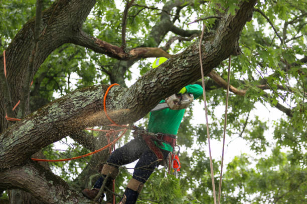 Best Tree Health Inspection  in Tornado, WV