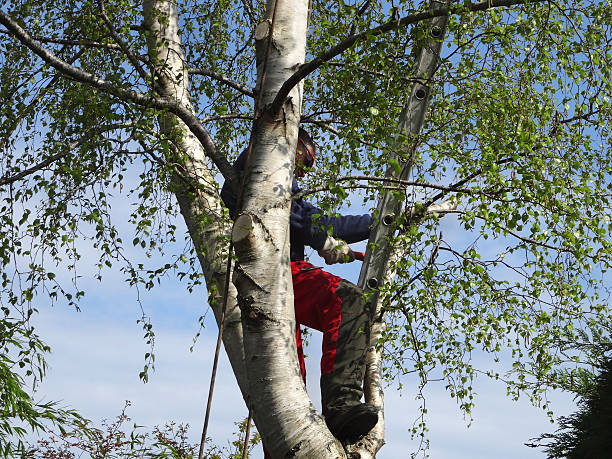 Reliable Tornado, WV Tree Care Solutions