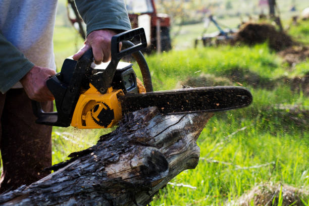 Best Tree Disease Treatment  in Tornado, WV