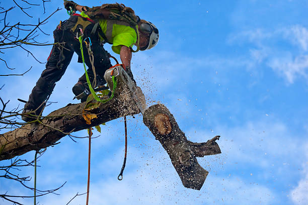 Best Tree Trimming and Pruning  in Tornado, WV