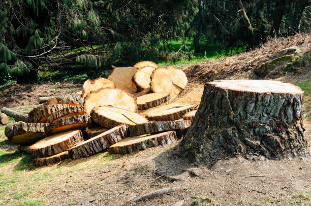 Best Root Management and Removal  in Tornado, WV